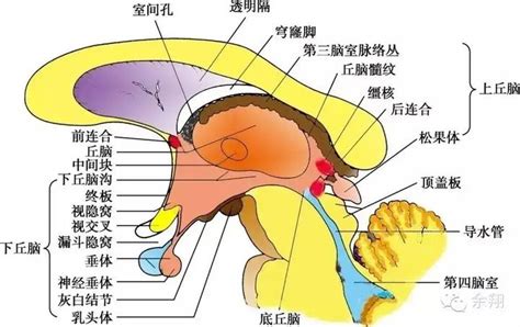 下視丘功能口訣|下丘脑